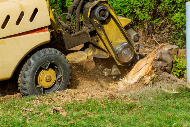 Best Professional Tree Care  in Oberlin, KS